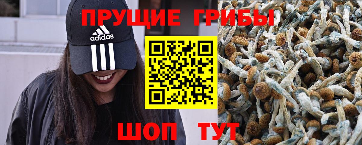 Сегежа  Псилоцибиновые грибы Psilocybine cubensis  Вход с VPN 